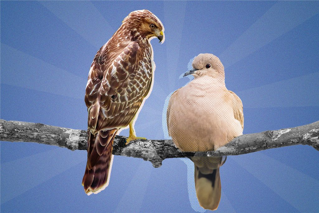 Image of a hawk and dove, representing differing views on monetary policy, sitting atop a branch.